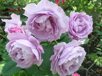 Novalis (2).webp