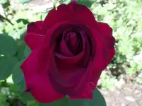 Big Purple.webp