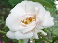 New Dawn.webp