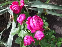 Ascot.webp