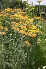Garten 1 07 2013 001.webp