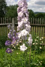 Garten 1 07 2013 002.webp