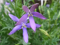 Neuzüchtung Glockenblume.webp