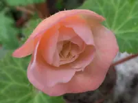 Begonie.webp