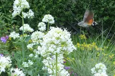 2013_0702Sommer0009.webp