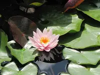 004.webp