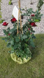 DSC07722.webp