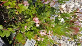 DSC07734.webp
