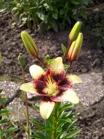 Lilium Cappuccino.webp