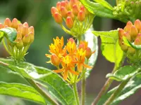 Seidenblume.webp
