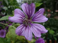 Bienchen.webp