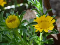 Blümchen.webp