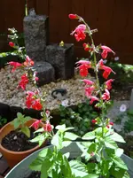 Blutsalbei.webp