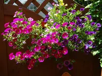 Petunie1.webp
