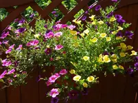 Petunie2.webp