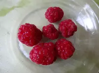 Himbeerernte.webp