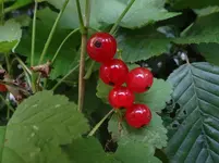 Johannisbeeren.webp