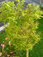 P1070139.webp