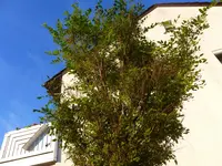 P1070178.webp
