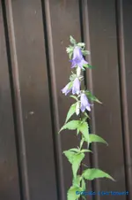 Amerikanische Glockenblume.webp