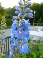 P1070146.webp