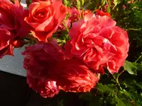 P1070151.webp