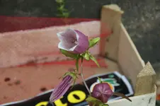 Glockenblume punctata.webp