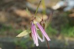 Glockenblume punctata,Pink Oktupus,.jpg