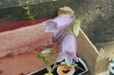 Koreaglockenblume takesimana.webp