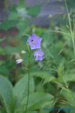 Pfirsichblättrige Glockenblume blau.webp