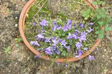 Polsterglockenblume blau.webp