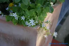 Polsterglockenblume weiß.webp