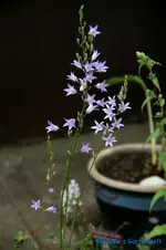 Rapunzel Glockenblume.webp