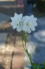 comp_DSC09719.webp