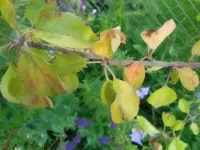 DSCN0413.webp