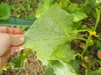 DSCN2512.webp