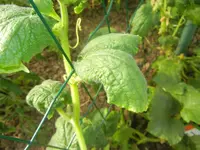 DSCN2513.webp