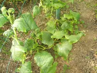 DSCN2509.webp