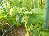 DSCN2510.webp