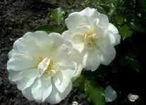Schneeflocke.webp