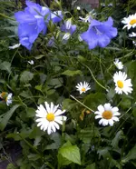 Glockenblume.webp