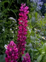 Lupine.webp