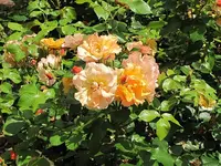 013.webp