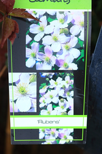 Rubens_ich bin gespannt_600.webp