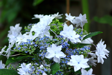 Feruerwerk mit blauen Knospen und weissen Scheinblüten_1024.webp