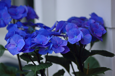 Zorro mit sattblauen Blüten_1024.webp