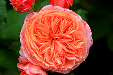 Mary_Anne_single bloom_1024.webp