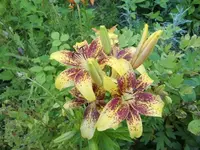 CIMG7109.webp