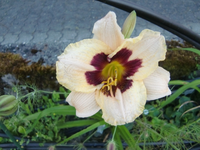 CIMG7108.webp