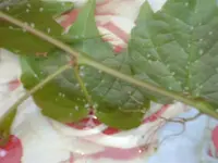 wilder Wein.webp